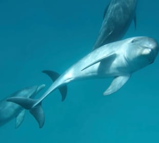Delfinschwimmen El Quseir