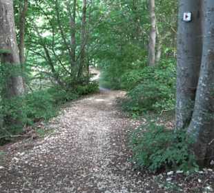 Wandertour an den Traifelbergfelsen