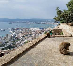 Die Affen thronen gelassen über Gibraltar