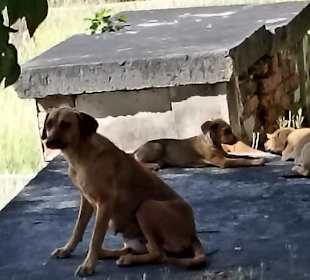 Hunde auf schattigen Kirchhof