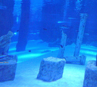 Griechiches Aquarium