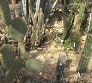 Botanischer Garten