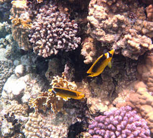 Muscheln in der Nachbarbucht Abu Dabab