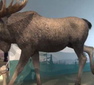 Ausstellung Eis Safari