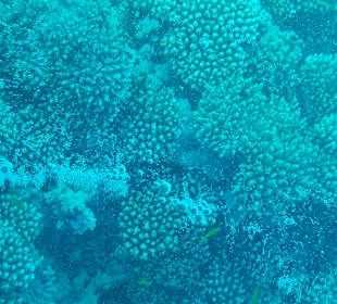 Glasbodenboot Tour Hurghada