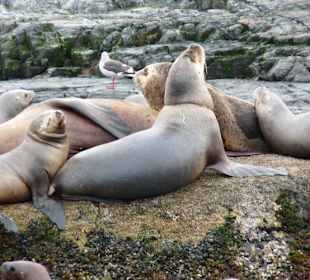 Seelöwen vor Ushuaia im Beagle-Canal