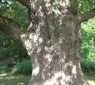 Naturdenkmal Sulzeiche Walddorf