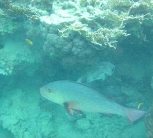 Bewohner des Hausriffs