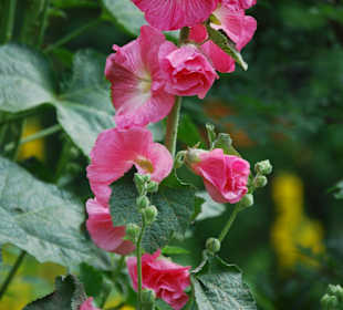 Blume im Pfarrgarten