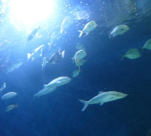 Im Aquarium