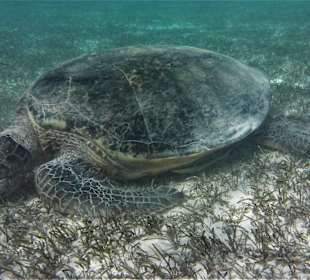Riesen-Schildkröte in der Lagune