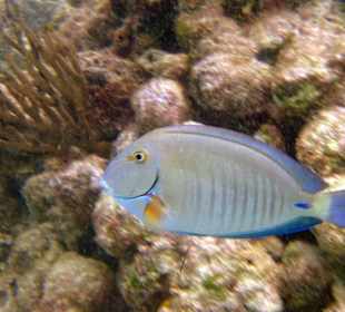 Blauer Doktorfisch