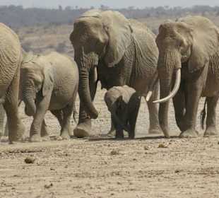 W drodze do wodopoju