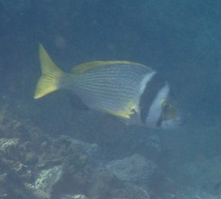 Unterwasserwelt Musandam
