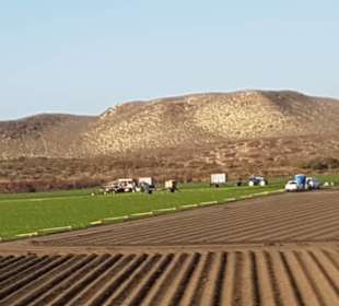 Gemüsefelder USA Kalifornien