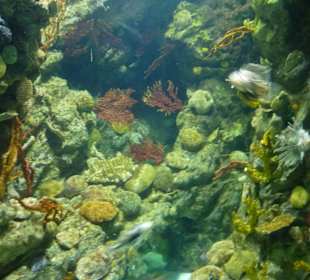 Seltene Meeresbewohner