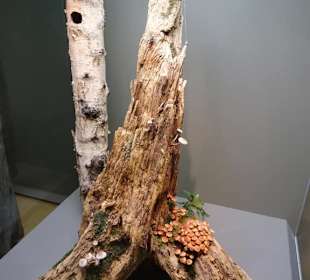Leben im Totholz im Naturkundemuseum