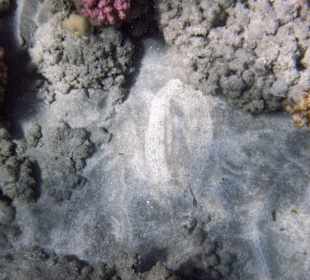 Schnorcheln Marsa Alam