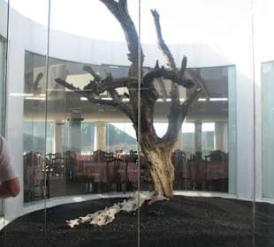 Feigenbaum und Dromedarskelett im Restaurant