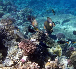 Пиршество - Hotel Tropitel Sahl Hasheesh