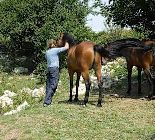 Very nice horses in this manege