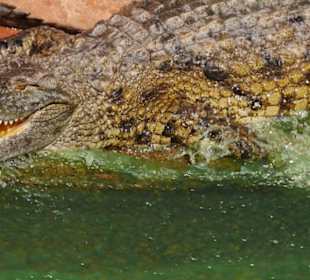 Crocoparc