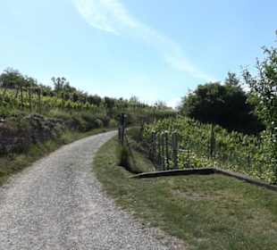 Früchtetrauf - Wurmlinger Kapellenwegle