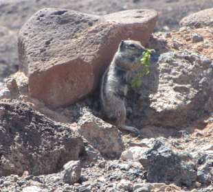 Stadtrundgang Jandia / Playa de Jandia
