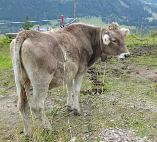 Kuh oberhalb der Bergstation
