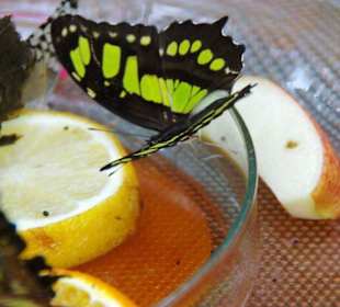 Schmetterlingshaus Futterstelle