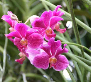 Orchidee
