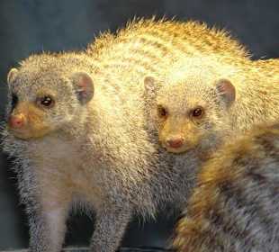 Kuscheln unter der Wärmelampe