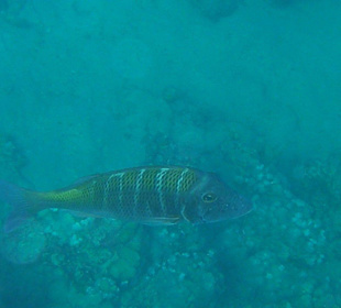 Strassenkehrer am Hausriff Hotel Iberotel Lamaya Resort