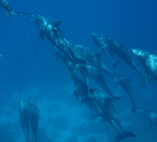 Delphintour mit SimSim