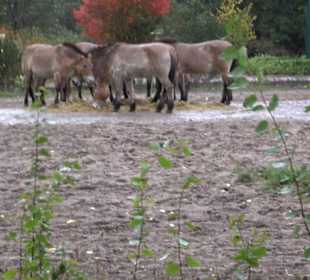 Tierpark