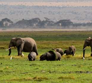 Hippos und Elefanten im Amboseli