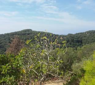 Inselrundfahrt Korfu