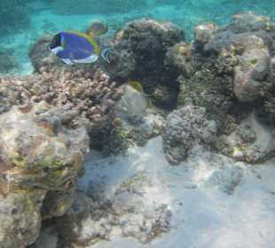 Weißkehldoktorfisch/Lagune