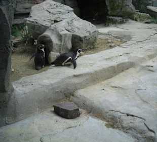 Pinguine