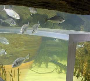 National Aquarium Malta - Tunnel für Kinder