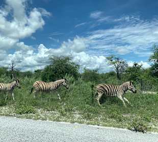 Zebra Familie