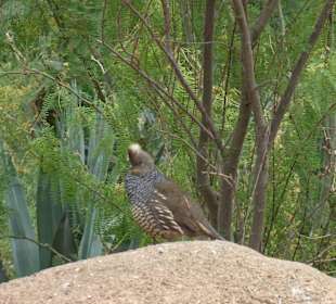 Wer beobachtet wenn?