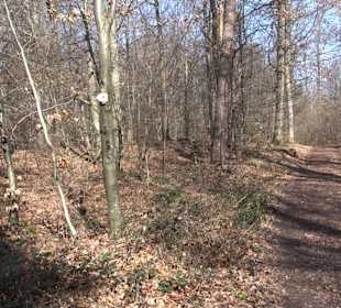 Naturschutzgebiet Hirschauer Berg