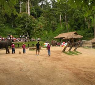 Maesa Elephant Camp