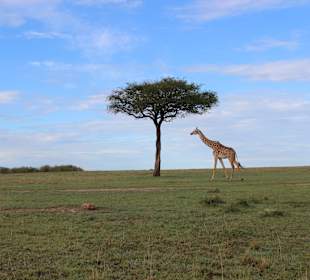 Geführte Touren Marco Polo Tours & Safaris Diani Beach