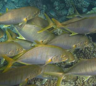 Schnorcheln Makadi Bay