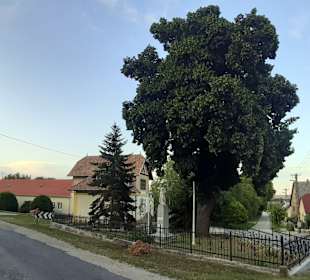  Fehérvárcsurgói Római Katolikus Plébánia 