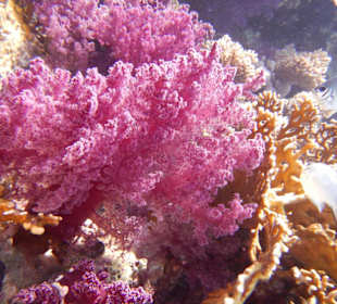 Korallen in Sabinas Garden