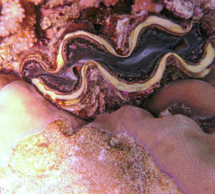 Muscheln in der Nachbarbucht Abu Dabab