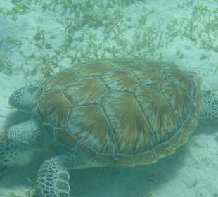 Ridley`s Meeresschildkröte im Seegras